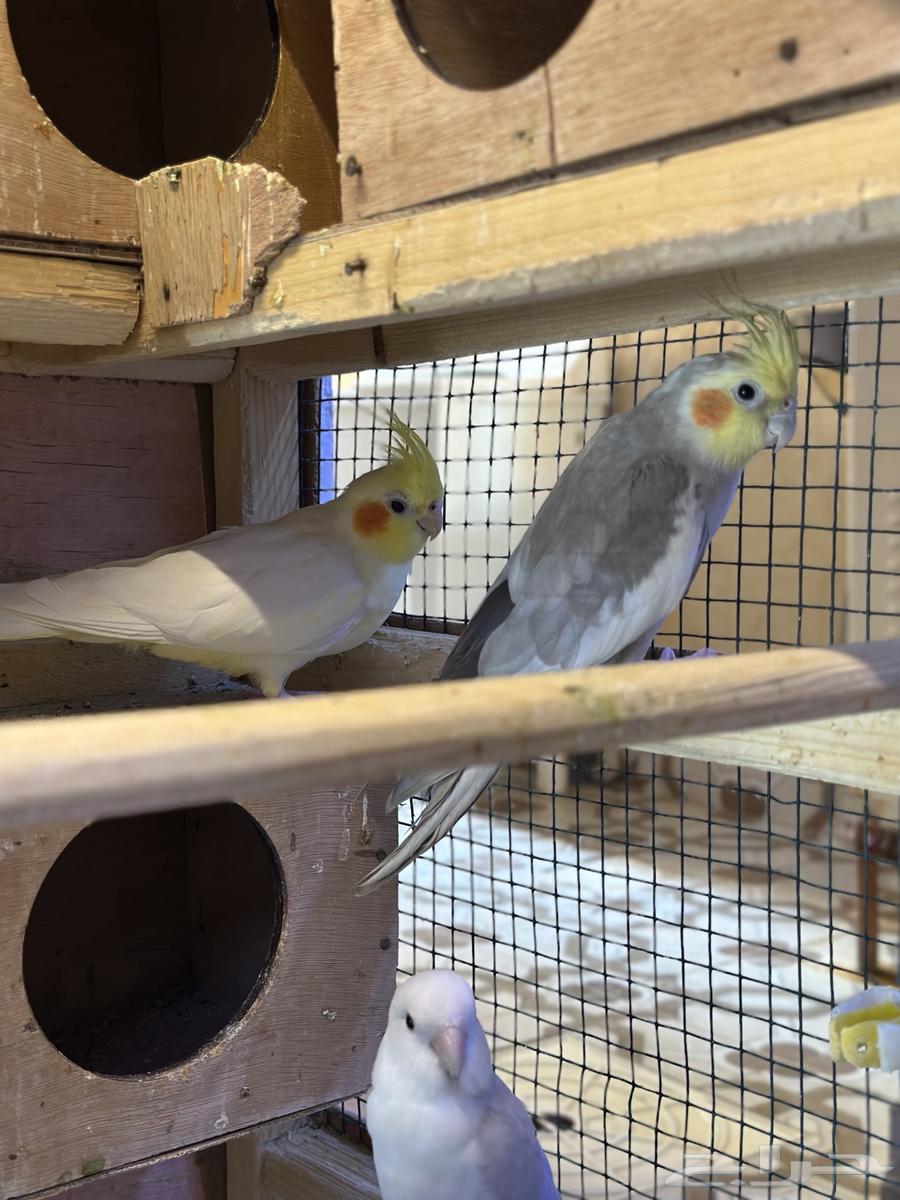 كروان 2 زوج روز 264620530553219110