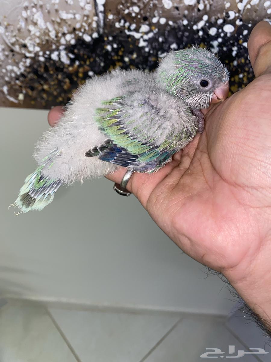 فروخ كويكر ( تم البيع )64622463061250114