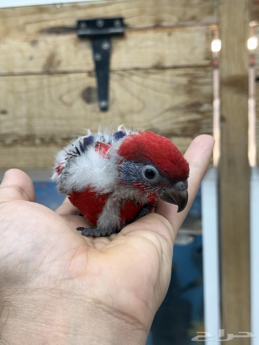 فروخ لوري و كنيور64617502859523110