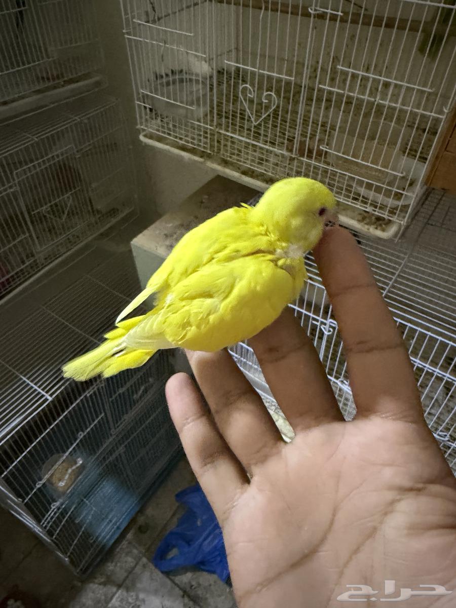 Budgies for Sale – Issue64621979333379114