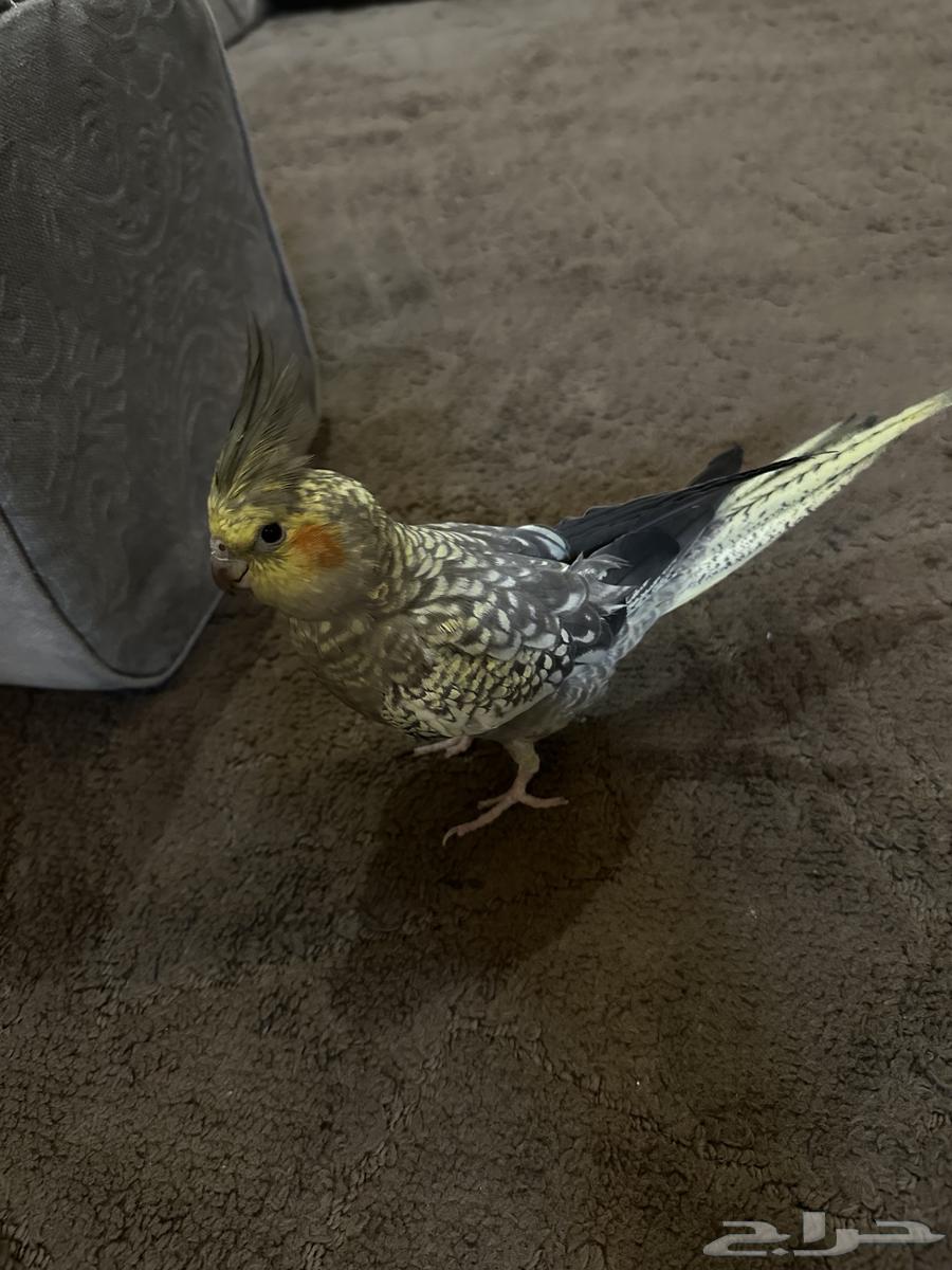 طير كروان للبيع64620568148739114