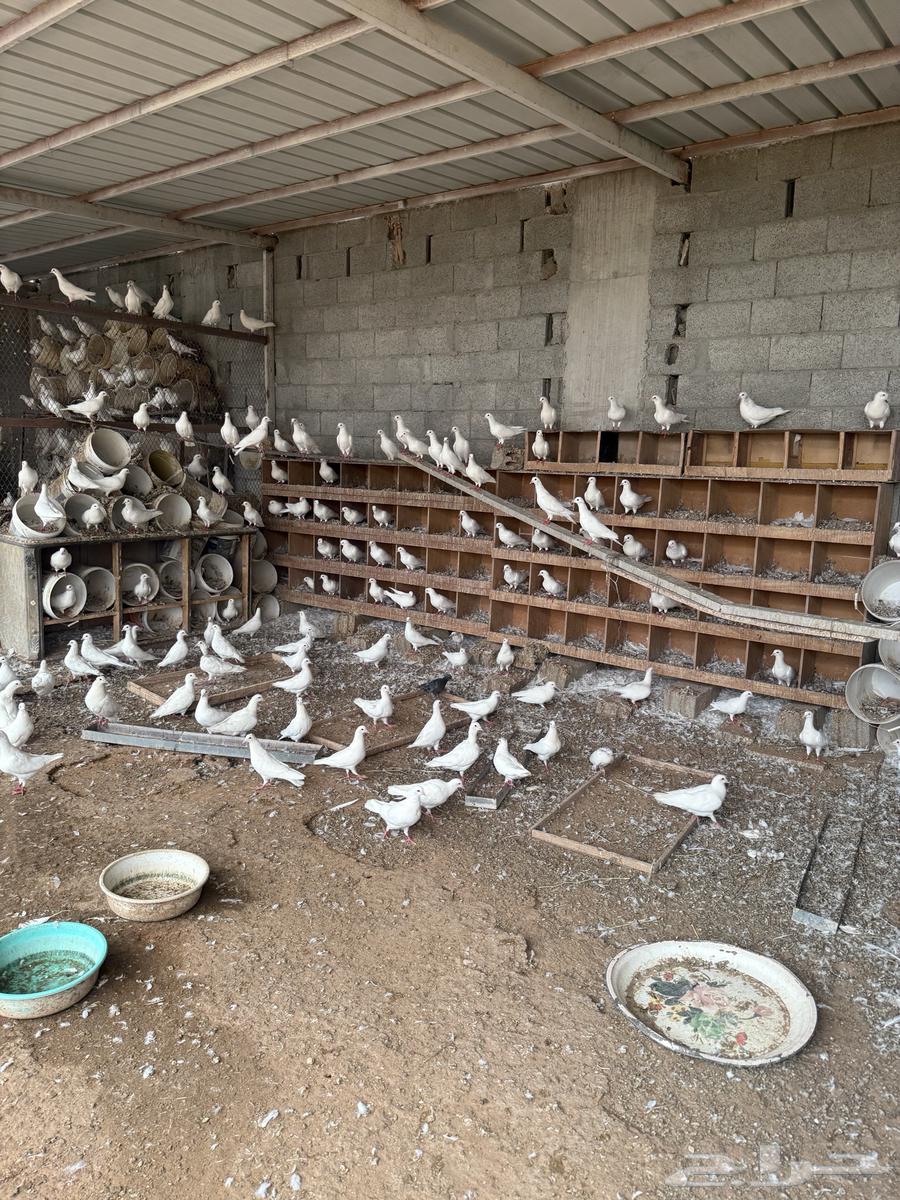 حمام لاحم فرنسي ابيض64623023741569112