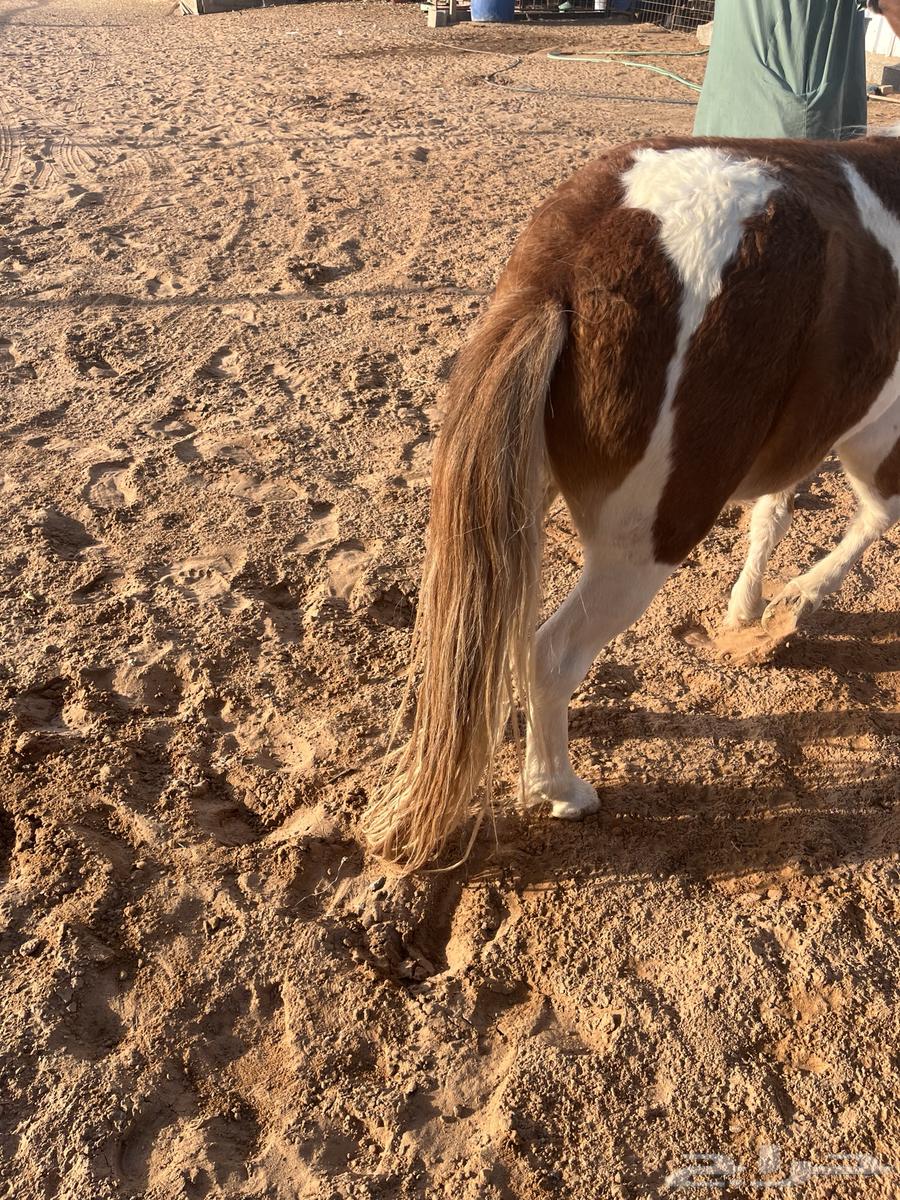 سيسي للبيع العمر تقريبا 3سنوات64621929235075111