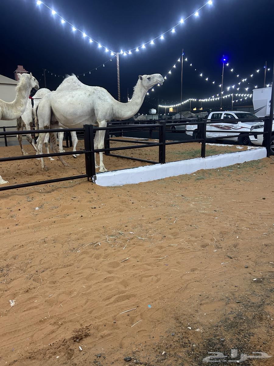 القحاه 10شهر سنه ثني في طويق ناقه64623417858050113