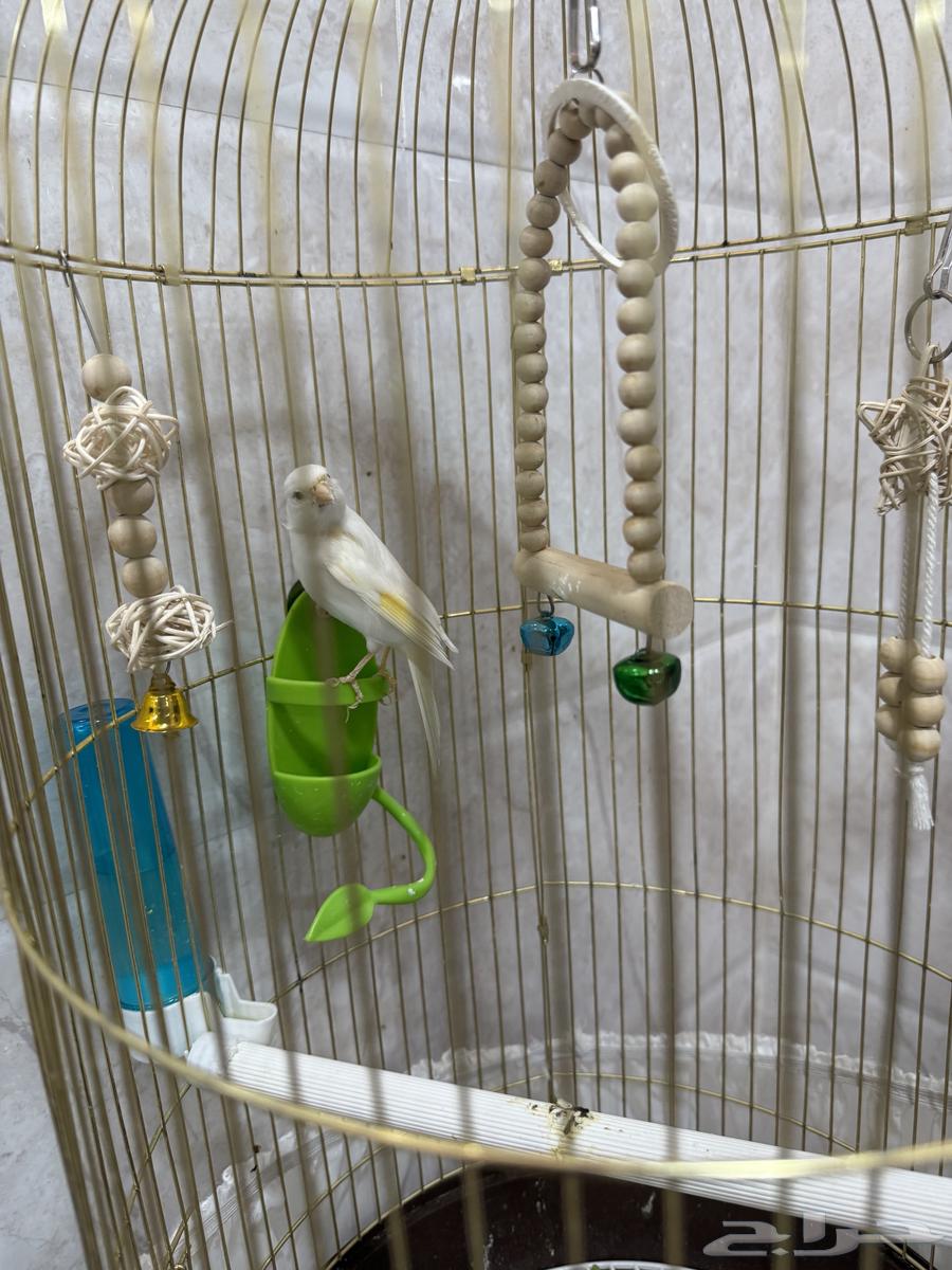 Canary Mentioned Tweet Condition64616864983809110