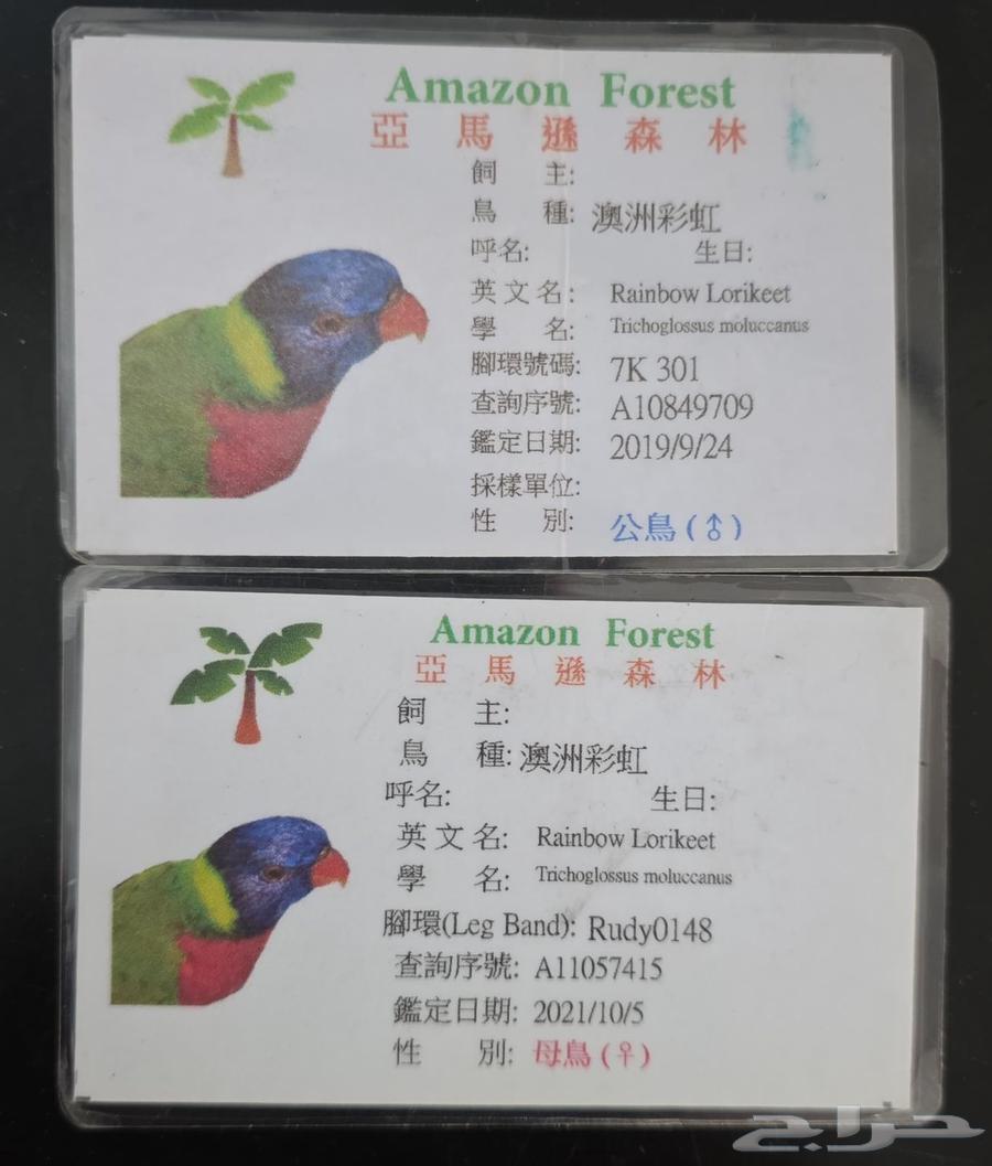 Masha'Allah Lori Rainbow64624989684866112