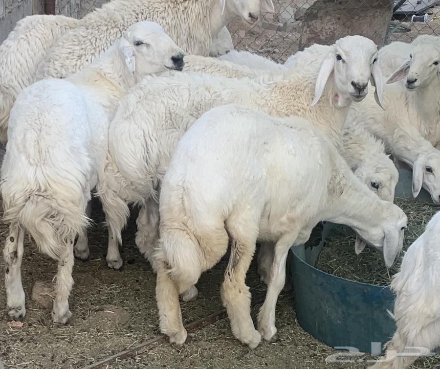 ذبائح حري للبيع فل شحم توصل الى باب بيتك طليان ورخال64547026681859113