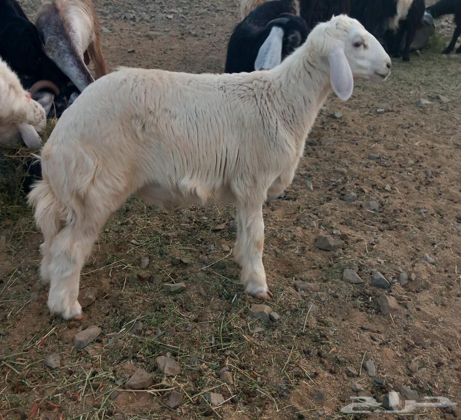 طليان وتيوس للبيع64618078189697110