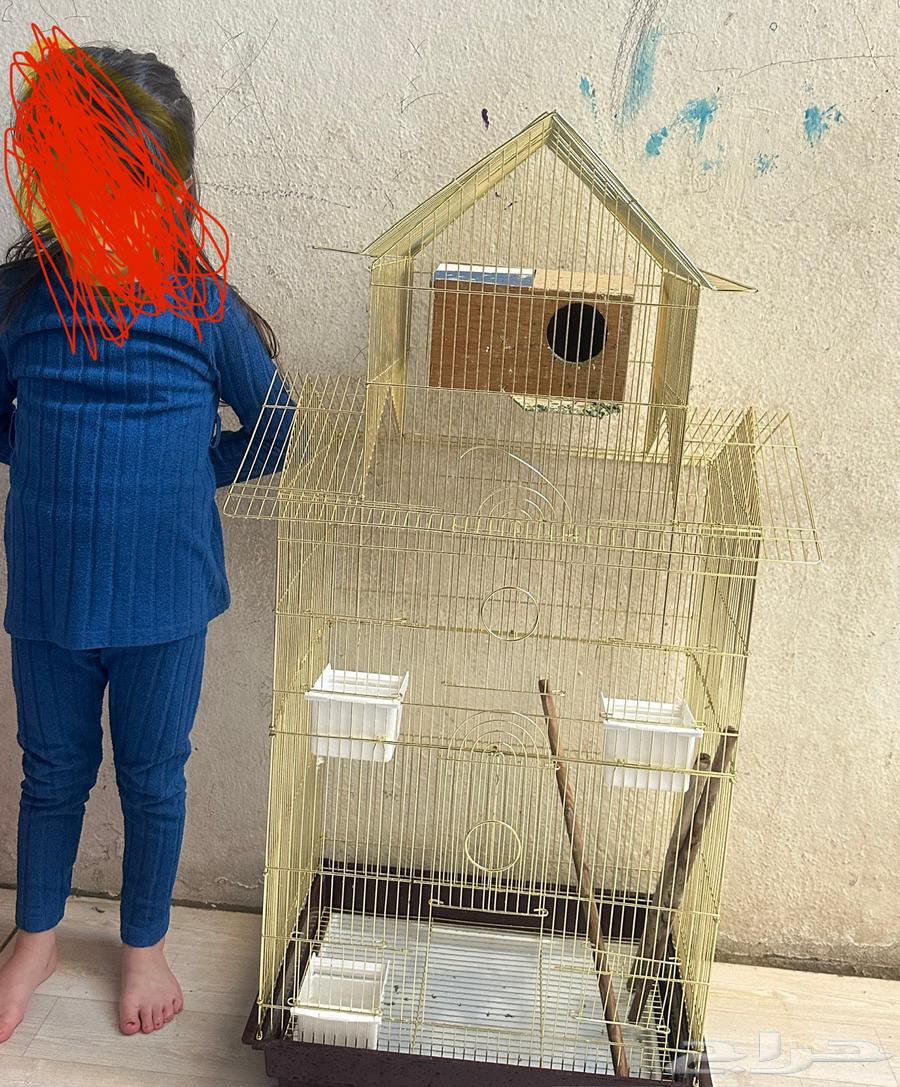 قفص دورين اخو الجديد64622475628417110