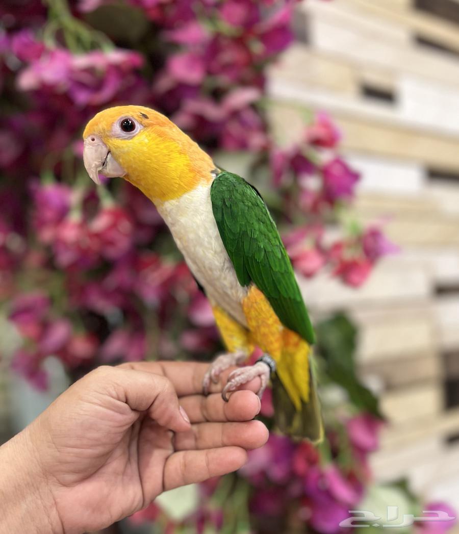 كابك وايت بلي انتاج محلي64625331723907110