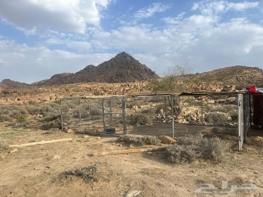 شبك للغنم او الابل64620792625538111