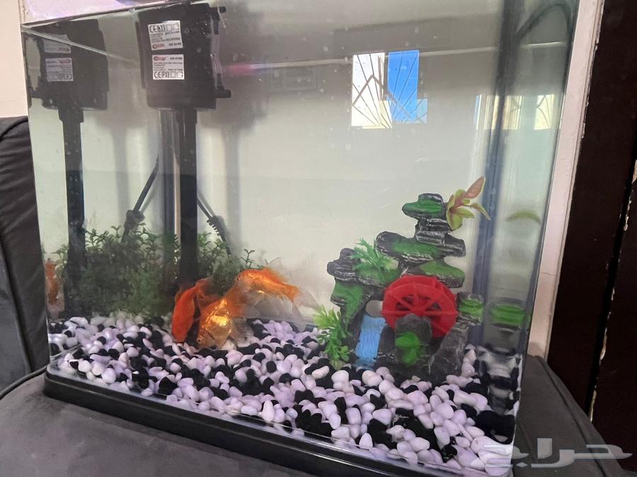 للبيع حوض سمك مع 3 سمكات64618264768257111