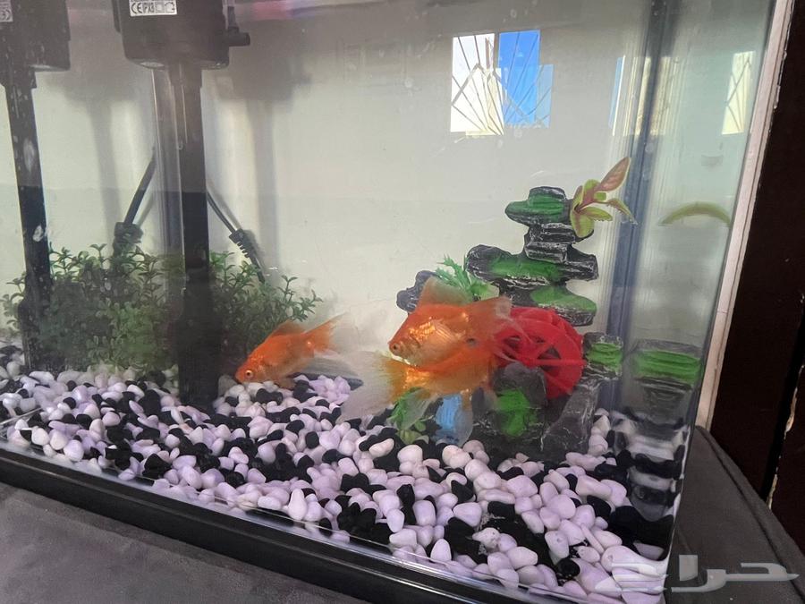 للبيع حوض سمك مع 3 سمكات64618264768257110