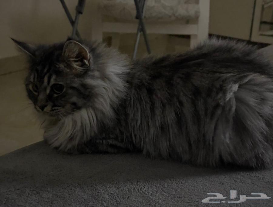 قطط للبيع الانثى ابيض ورصاصي والذكر رصاصي الواحد ب 25064622837241601110