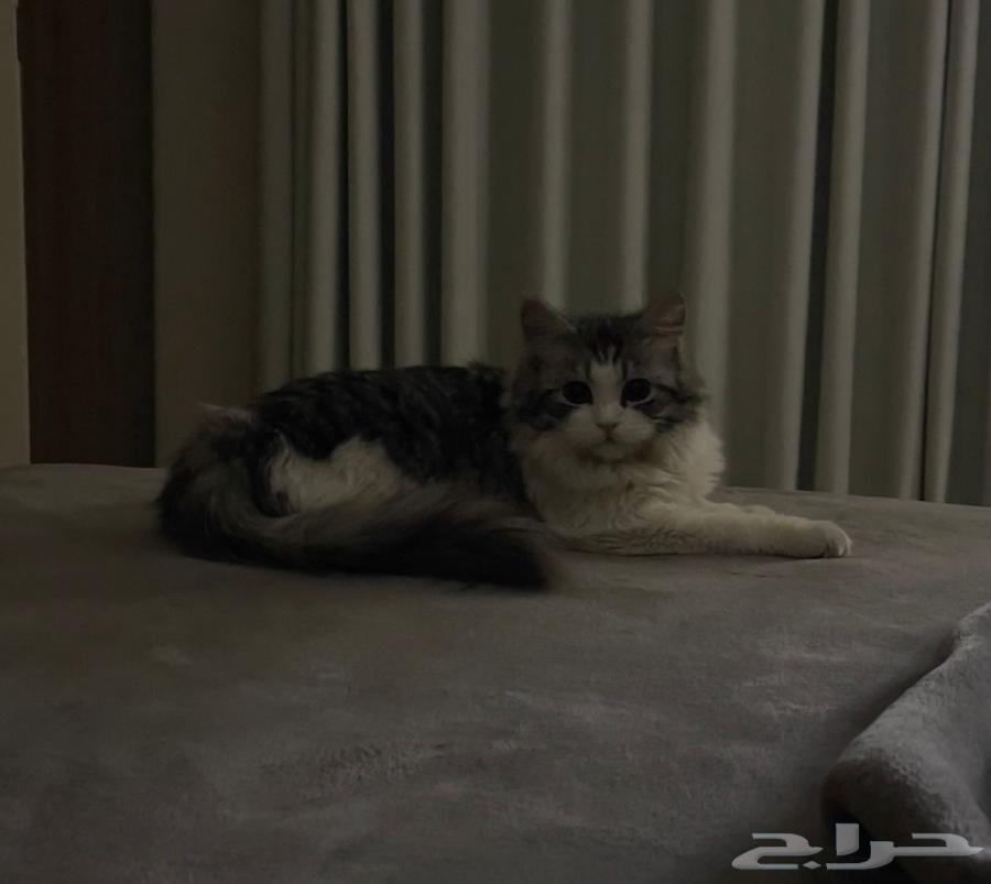 قطط للبيع الانثى ابيض ورصاصي والذكر رصاصي الواحد ب 25064622837241601111