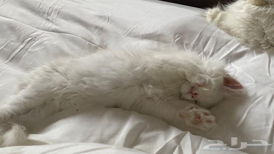 قط شيرازي ذكر العمر ثلاث شهور تقريبا  لعوب وحركي جدا64624156459395110