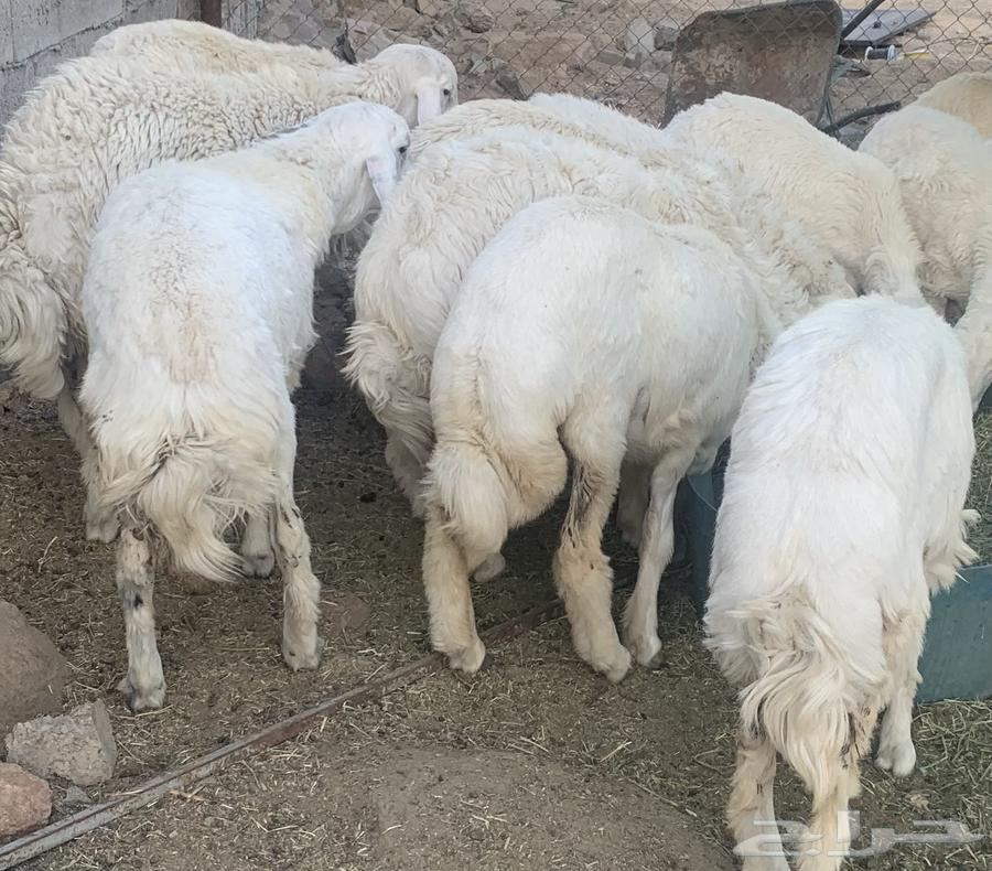 ذبائح حري للبيع فل شحم توصل الى باب بيتك طليان ورخال64547026681859111