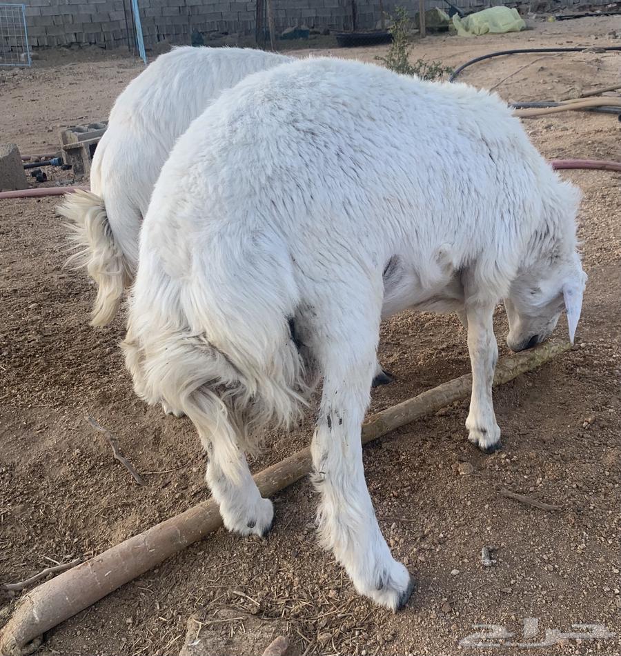 ذبائح حري للبيع فل شحم توصل الى باب بيتك طليان ورخال64547026681859112