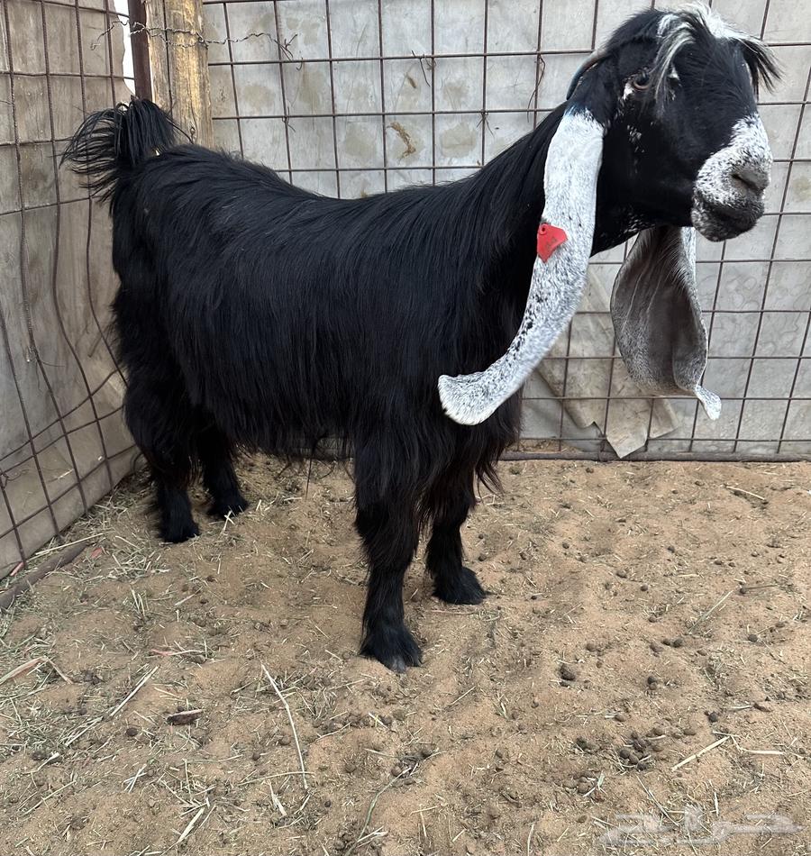 للبيع معزا عوارض اشباب وصنف مضاريع64623826339841110