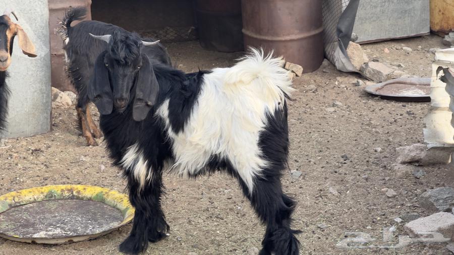 تيوس للبيع64623777443841110