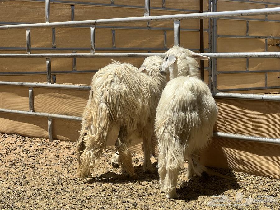 ثنتين رخال صفر (تم البيع)64622887289858111