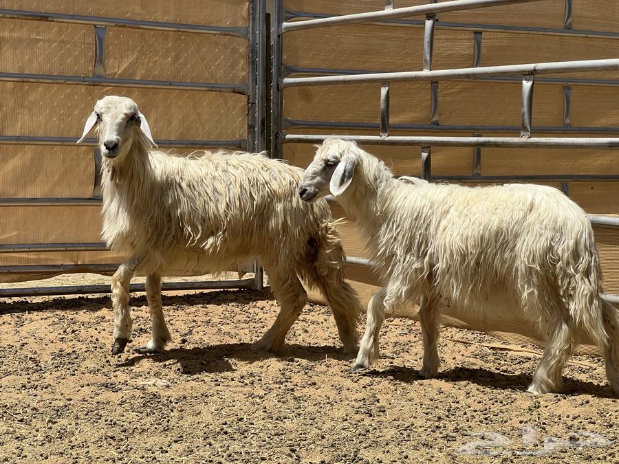 ثنتين رخال صفر (تم البيع)64622887289858110