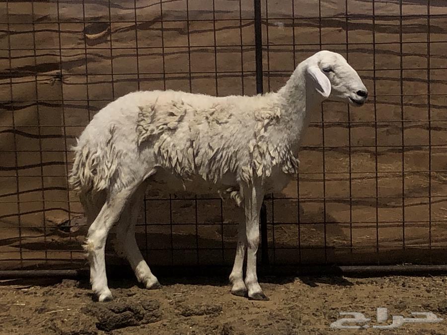 رخل ثنية للبيع64619655346563110