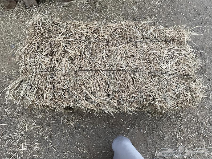 رودس شد ولجر للبيع64619153822209111