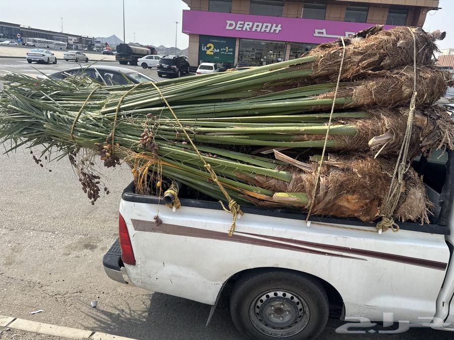 There are 12 fruit-bearing palm trees for sale in Jeddah and its suburbs at a reasonable price64625050727939112