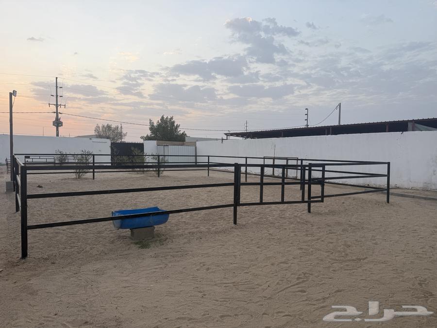 بادوك خيل للبيع جديد64625724659457110