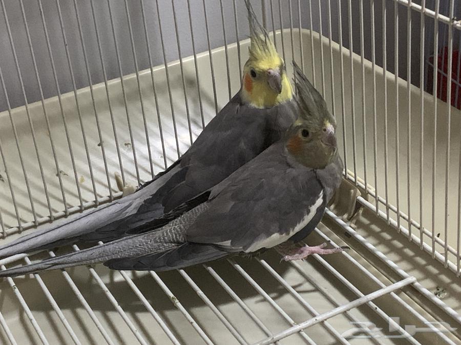زوج كروان مع قفص كبير للببغاء64619754748929110