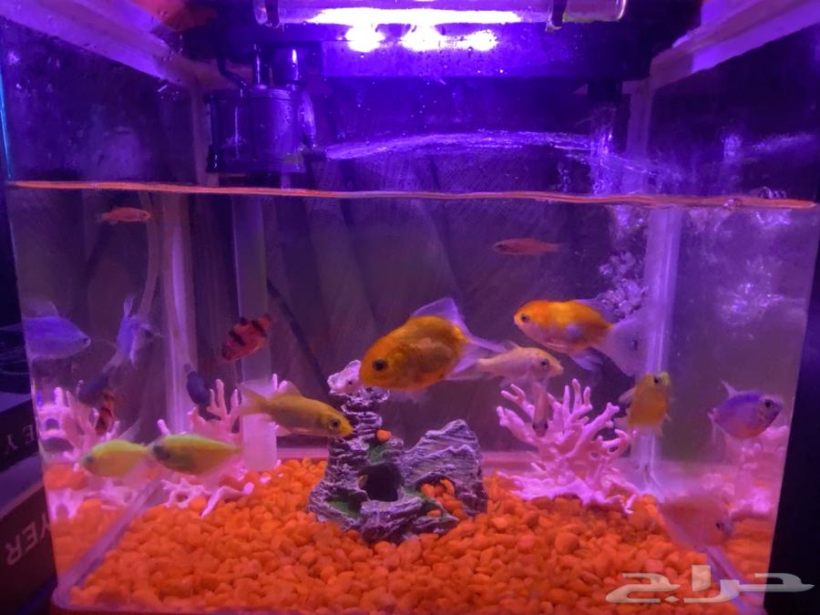 حوض سمك جميل جدآ يوجد اكل يكفي مدة سنه كامله السعر250التفاو64617614414849110