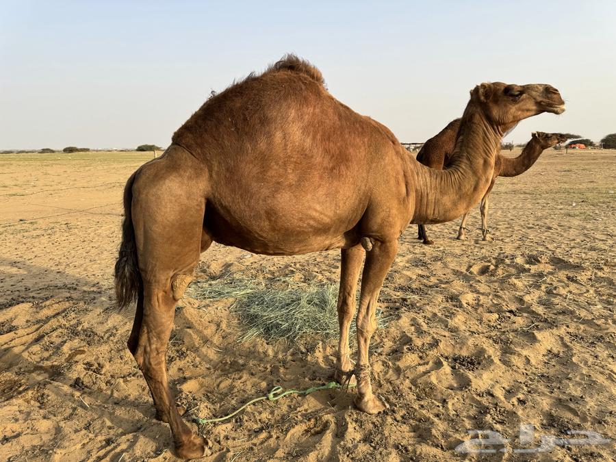 ناقه حايل64619067513729111