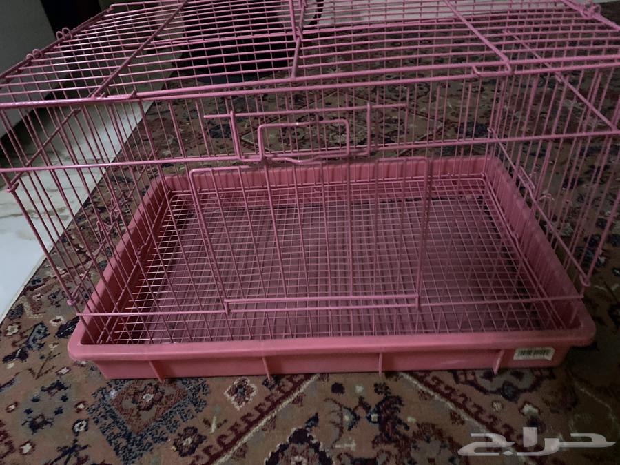 Rabbit and Cat Bombing64626260972418110