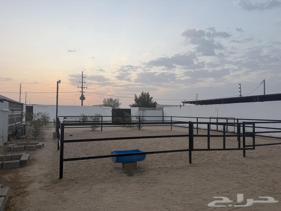 بادوك خيل للبيع جديد64625724659457111