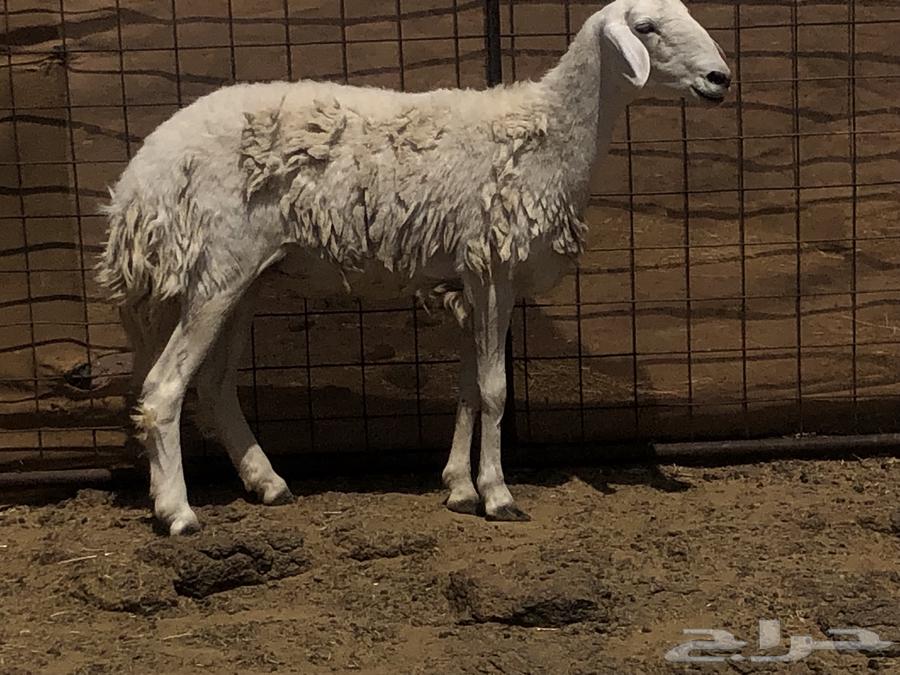 رخل ثنية للبيع64619655346563112