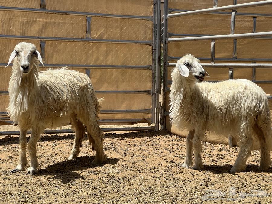 ثنتين رخال صفر (تم البيع)64622887289858112