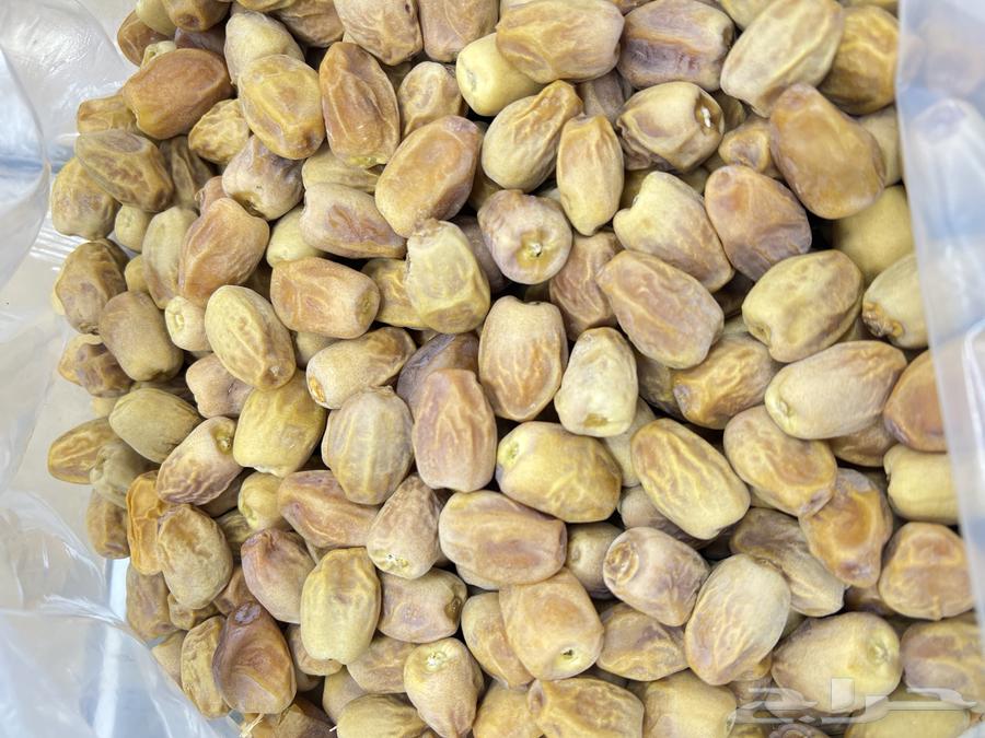 صقعي العراق حبه طيبه64625833883521110