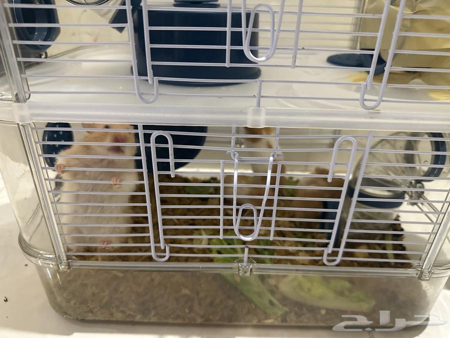 زوج هامستر للبيع64617700317443110