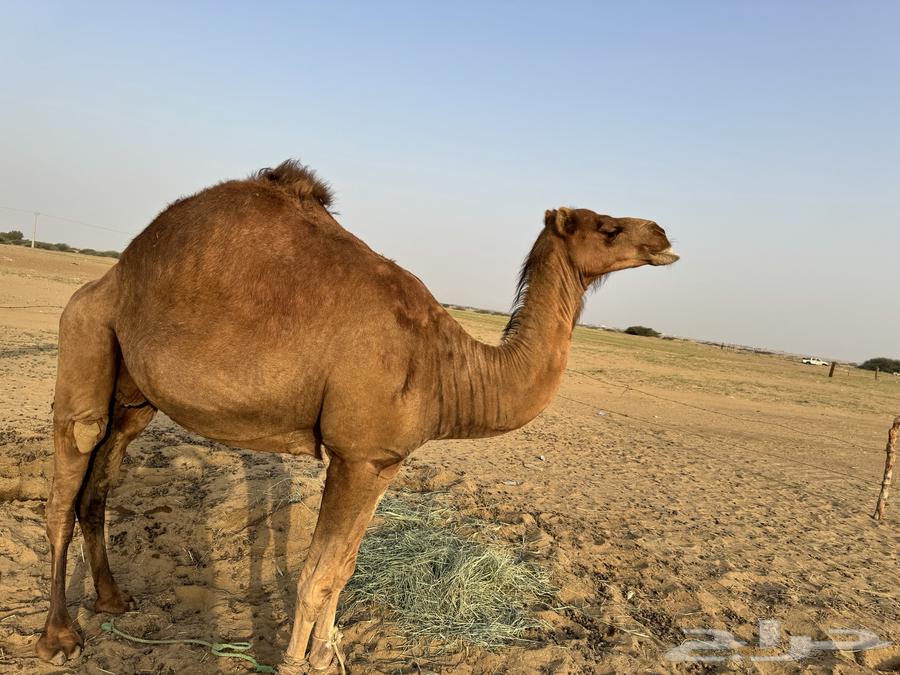 ناقه حايل64619067513729112