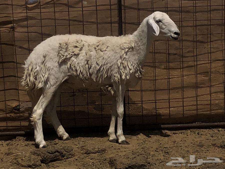 رخل ثنية للبيع64619655346563111