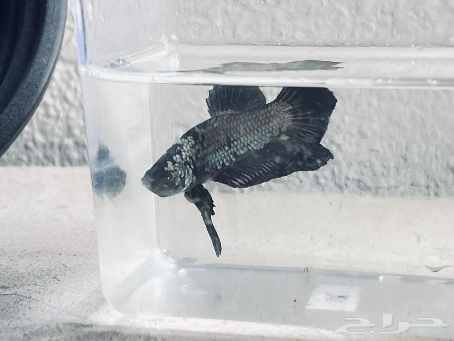 Fighter Fish: New Collection Available64623985059329111