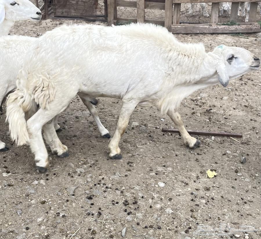 خروف توه جامع حار ماشاءالله64612176976257113