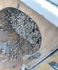 للبيع خلايا نحل محايلي64620992907393111