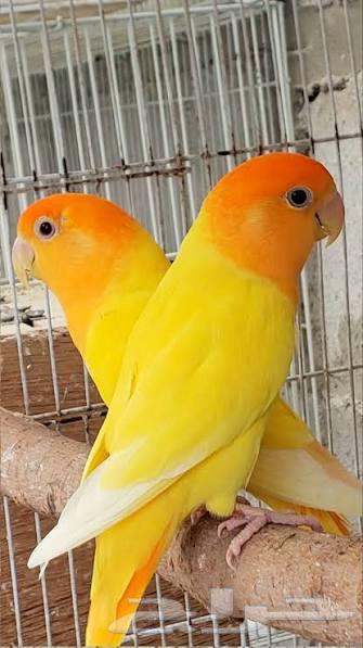 جوز روز منتج64616790392707110