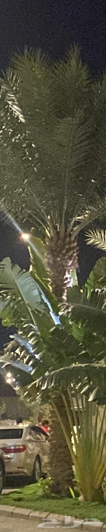 نخل للبيع64623479140226110