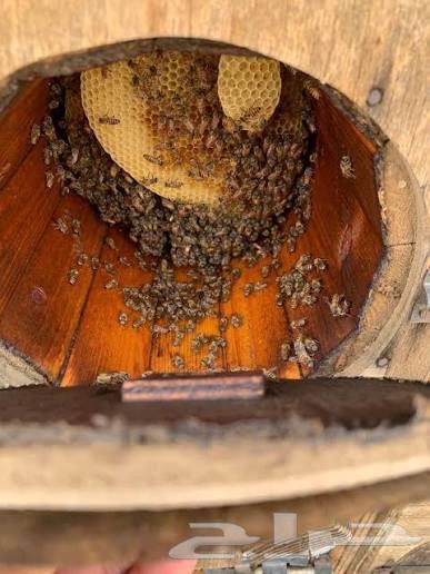 للبيع خلايا نحل محايلي64620992907393110