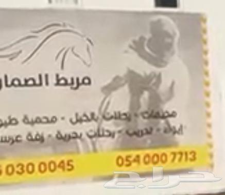 نقل خيل64595882228866110