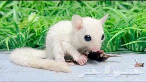 متوفر ازوج سناجب سنجاب64624903826817110