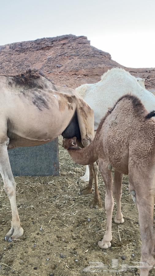 Camel with a healthy calf for sale64623183208194111